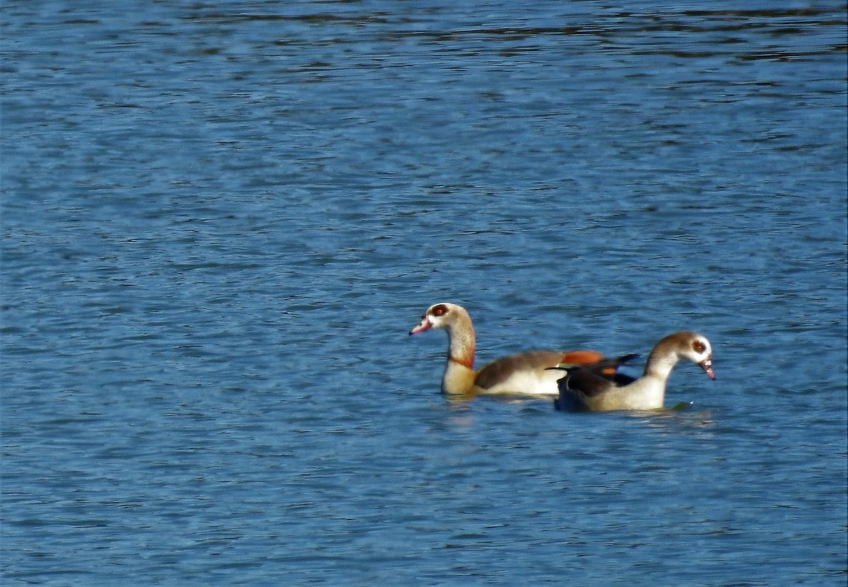 Egyptian Goose - ML82843091