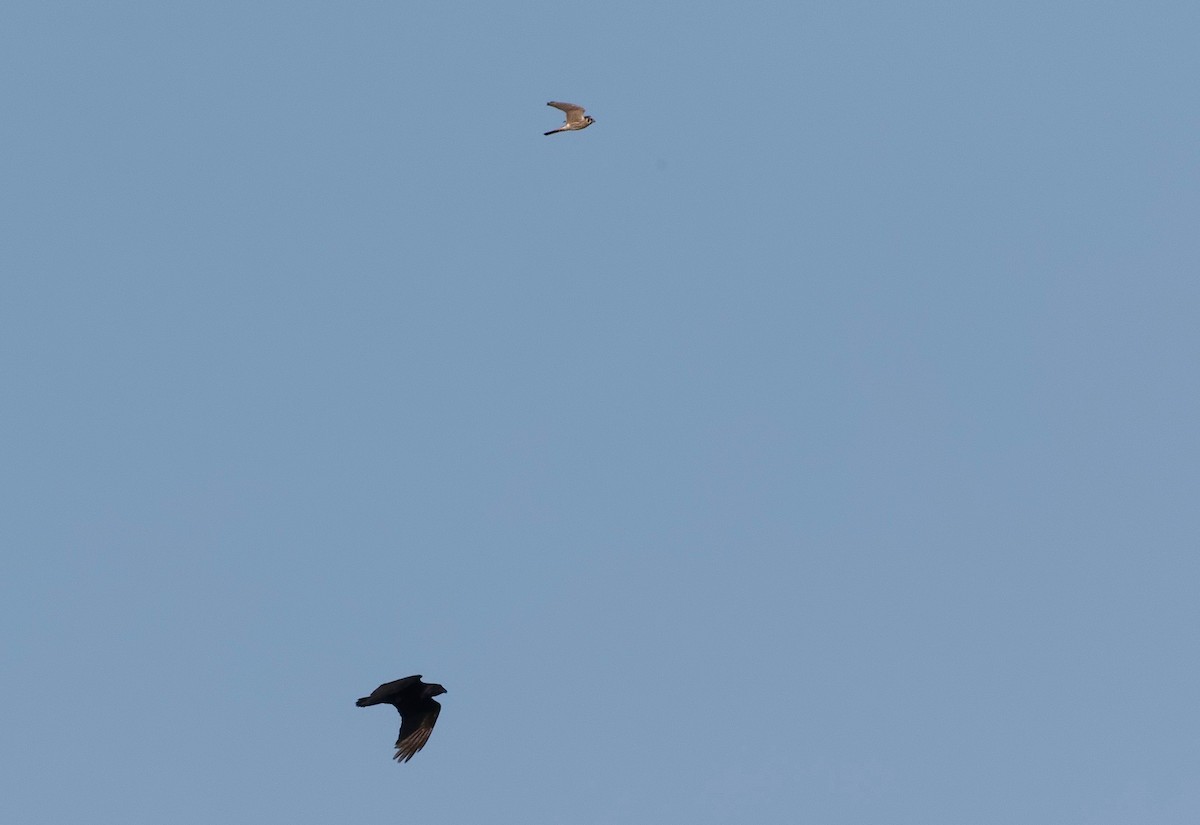 American Kestrel - James Sawusch