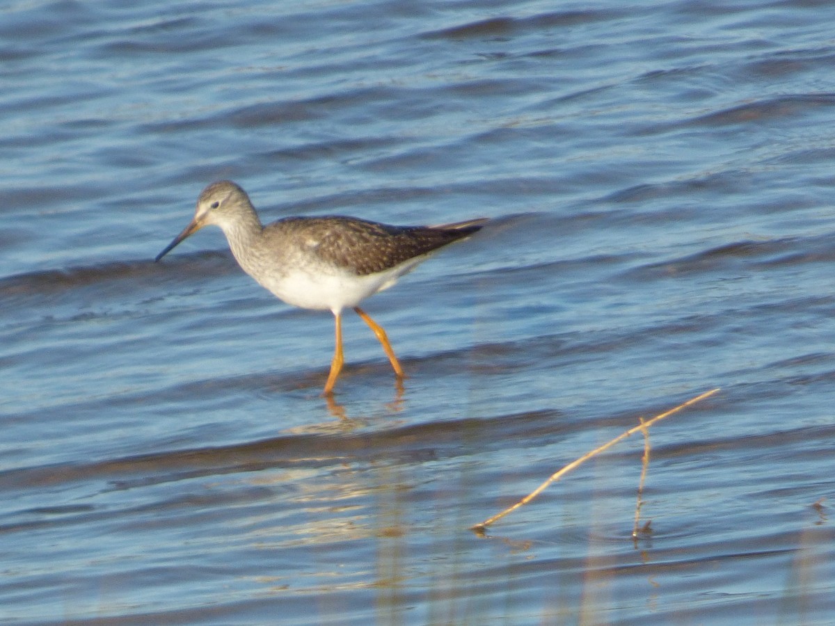 Lesser Yellowlegs - ML82844011