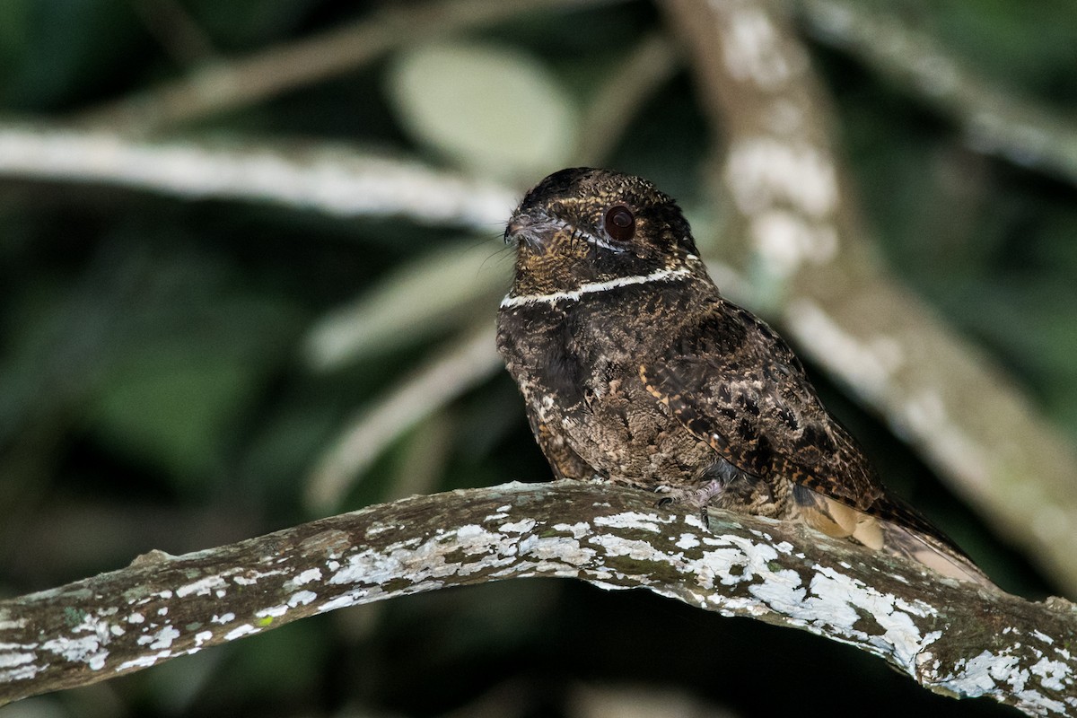 Rufous Nightjar - ML82844351