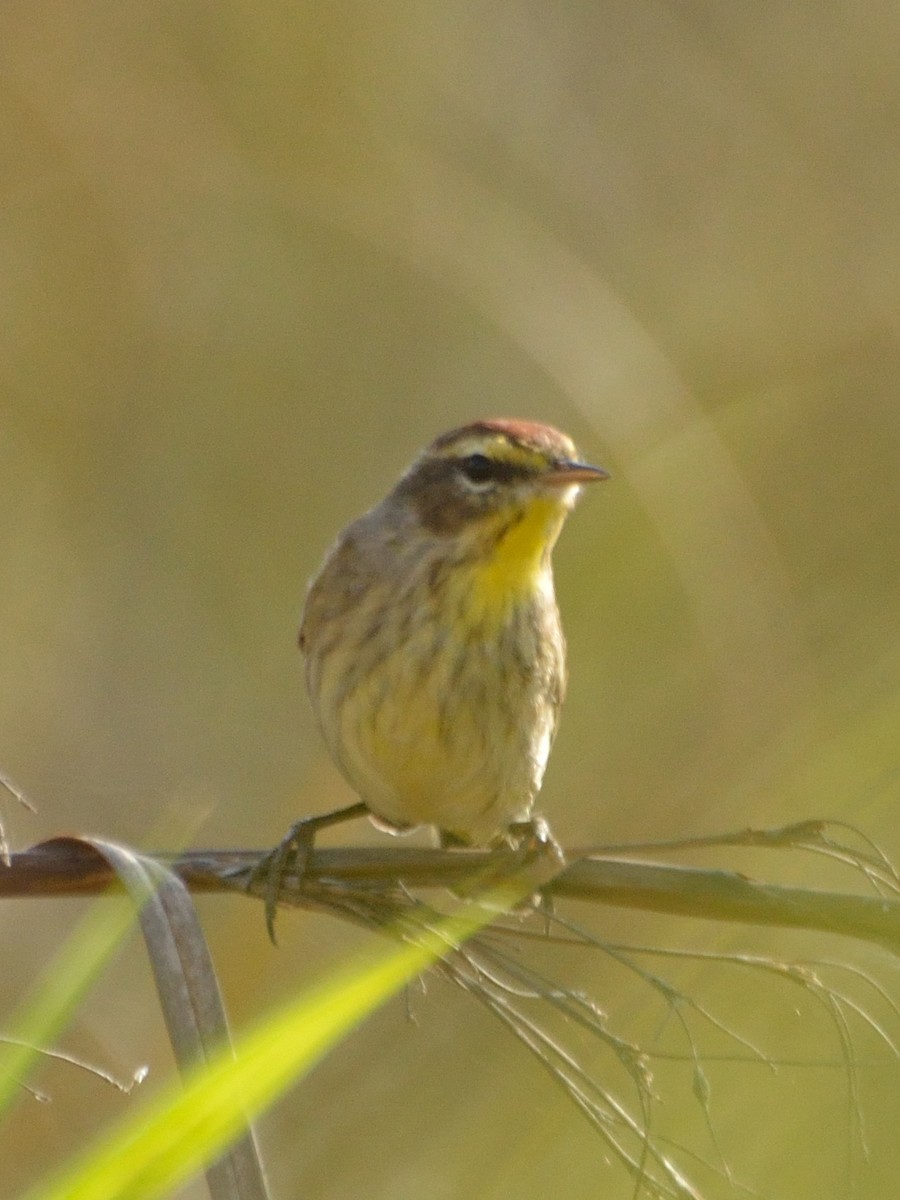 Palm Warbler - ML82846511