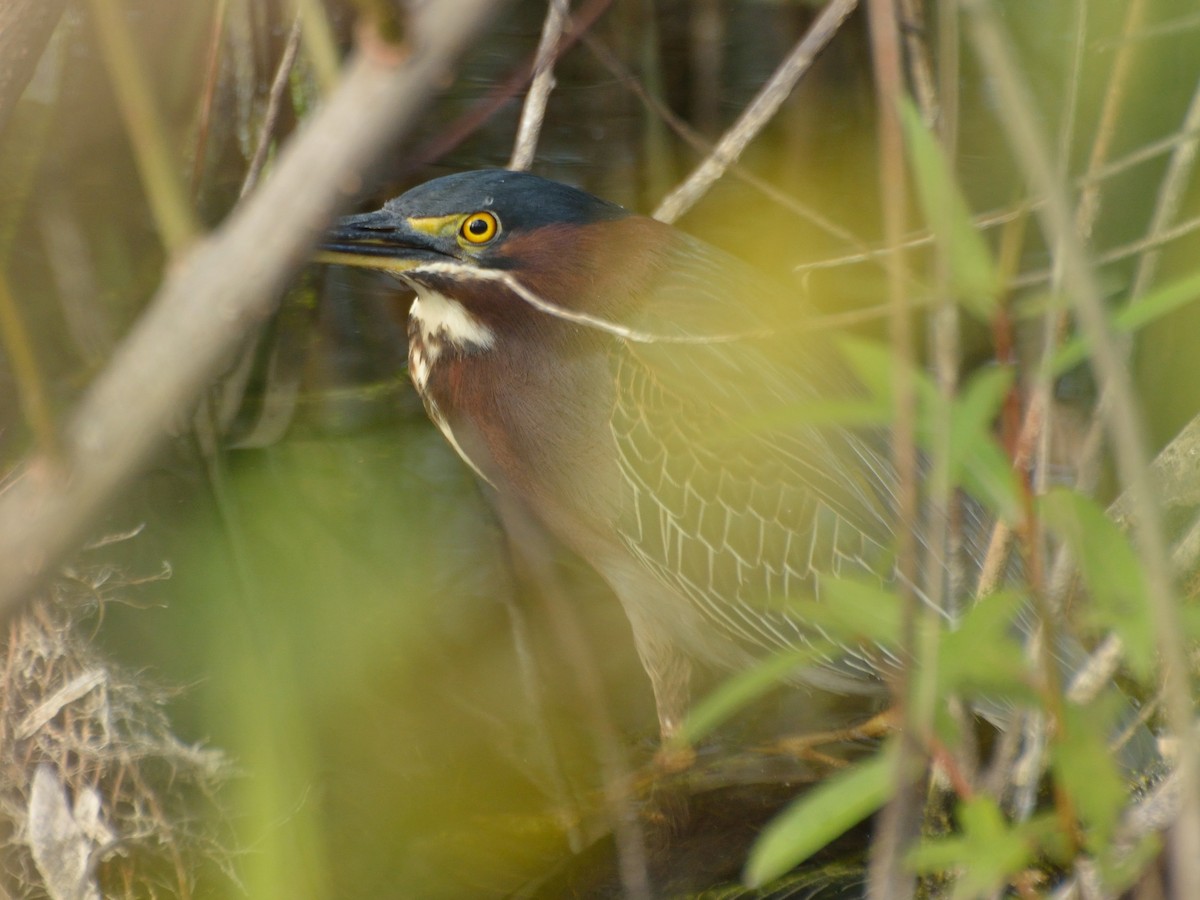 Green Heron - ML82847131