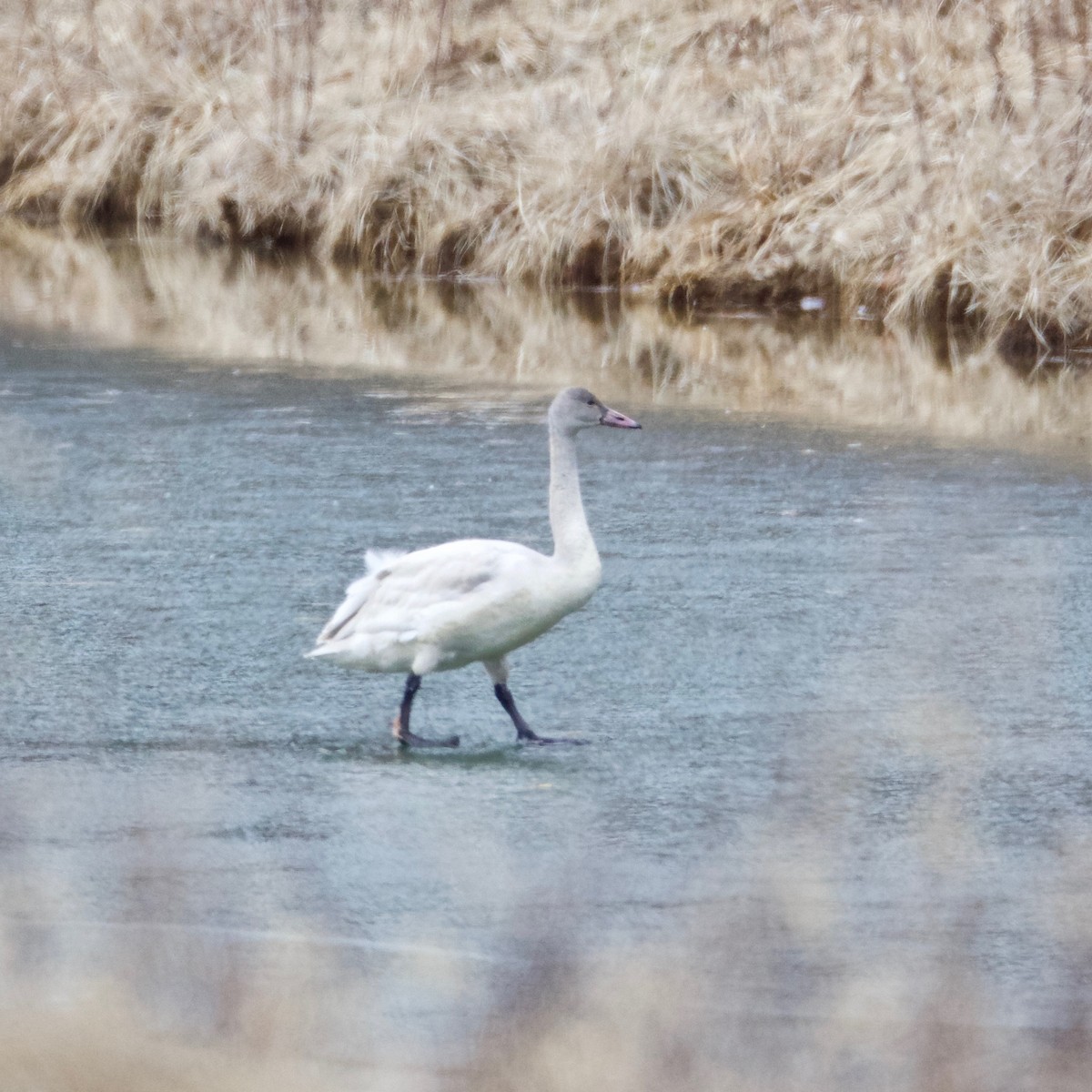 Tundra Swan - ML82847181