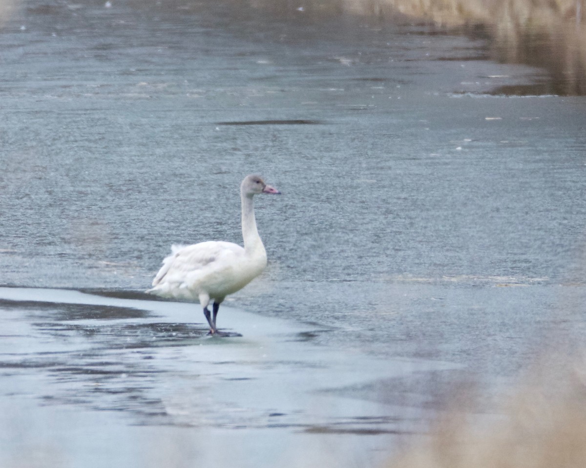 Tundra Swan - ML82847201