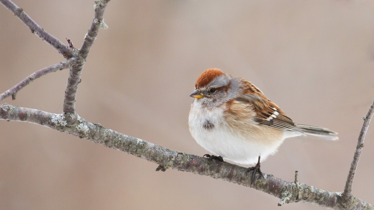 American Tree Sparrow - ML82847571