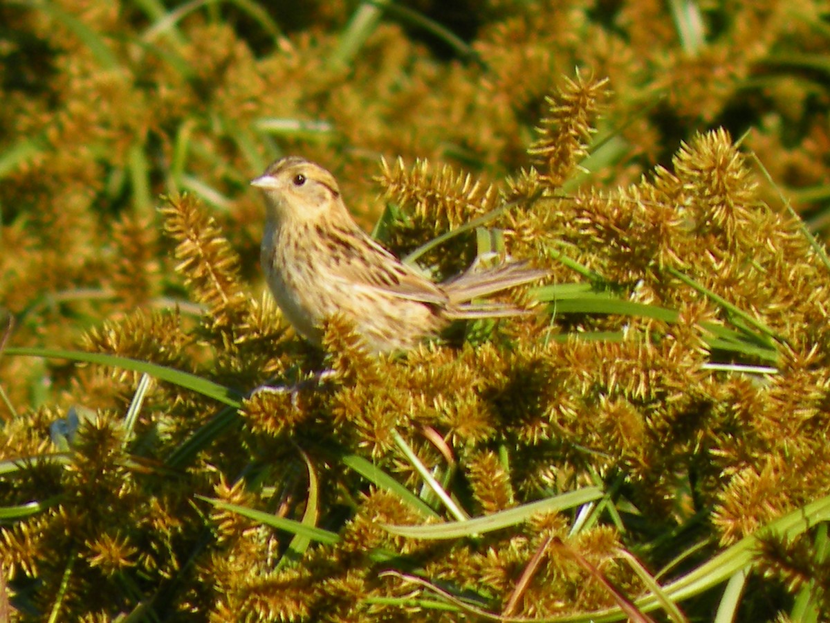 LeConte's Sparrow - ML82849401