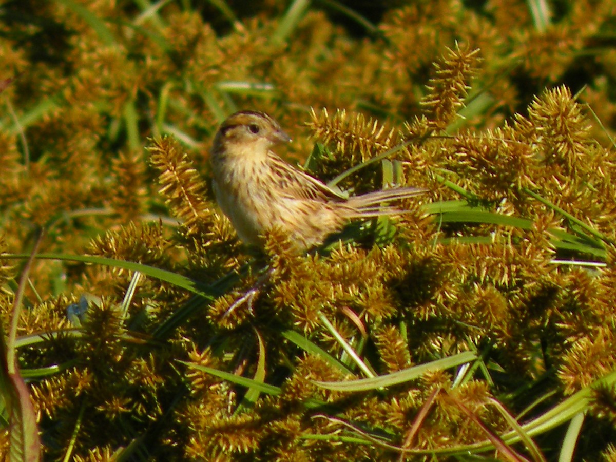 LeConte's Sparrow - ML82849411
