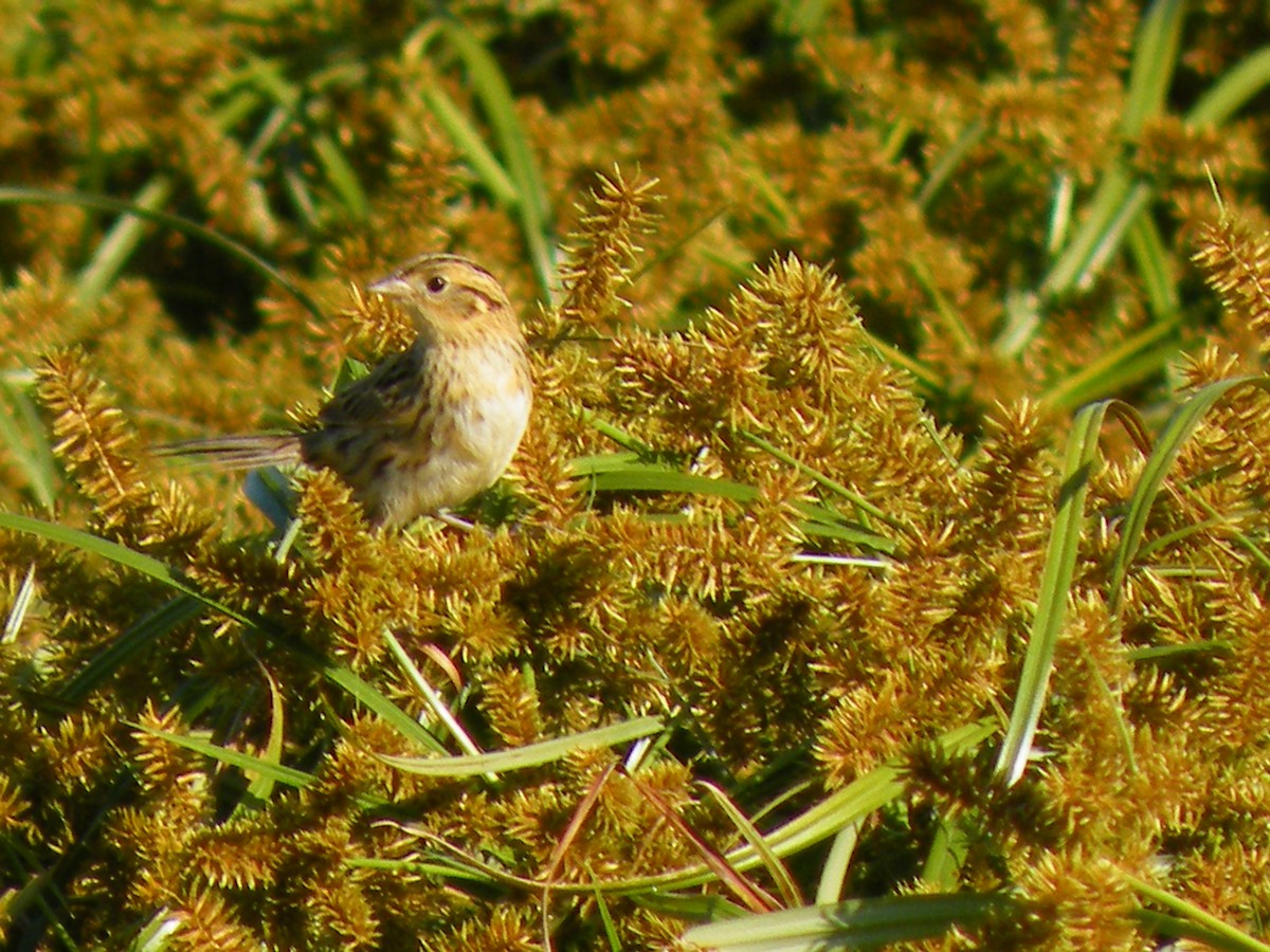 LeConte's Sparrow - ML82849421