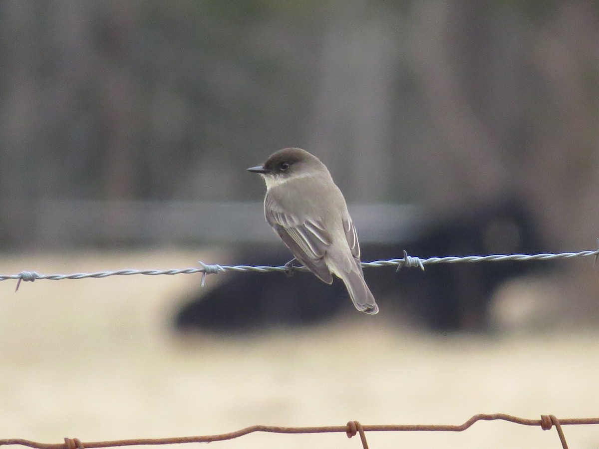 Eastern Phoebe - Marisa Rositol