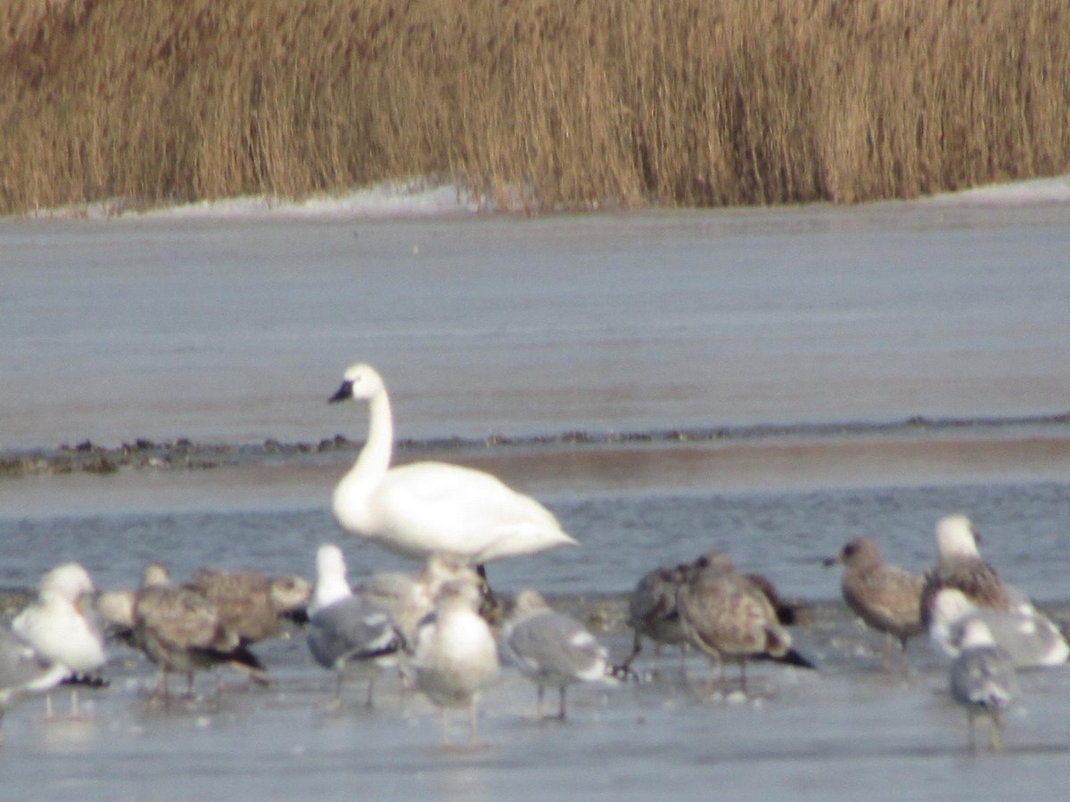 Tundra Swan - ML82849691