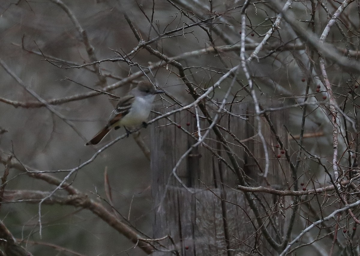 Ash-throated Flycatcher - James Rieman