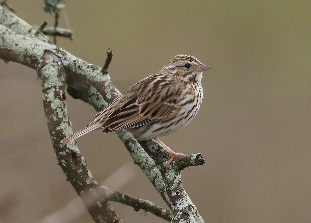 Savannah Sparrow - ML82850491