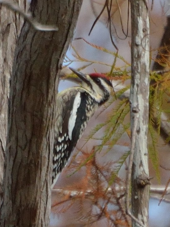 Yellow-bellied Sapsucker - ML82852811