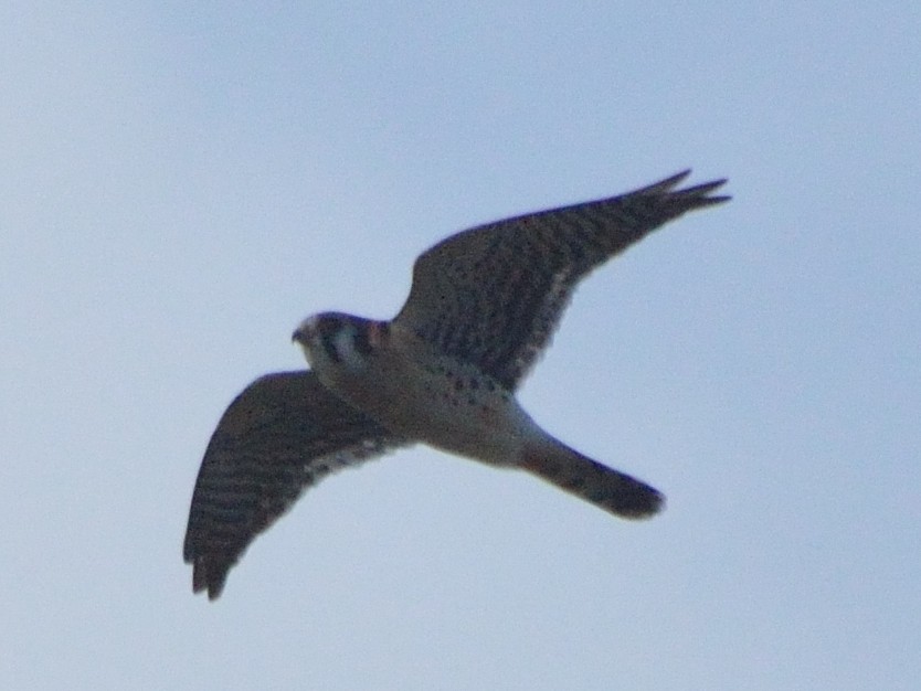 American Kestrel - ML82852841