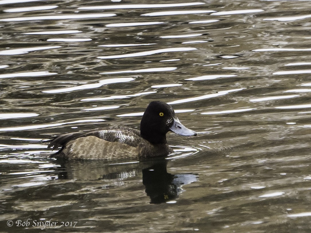 Lesser Scaup - Robert Snyder