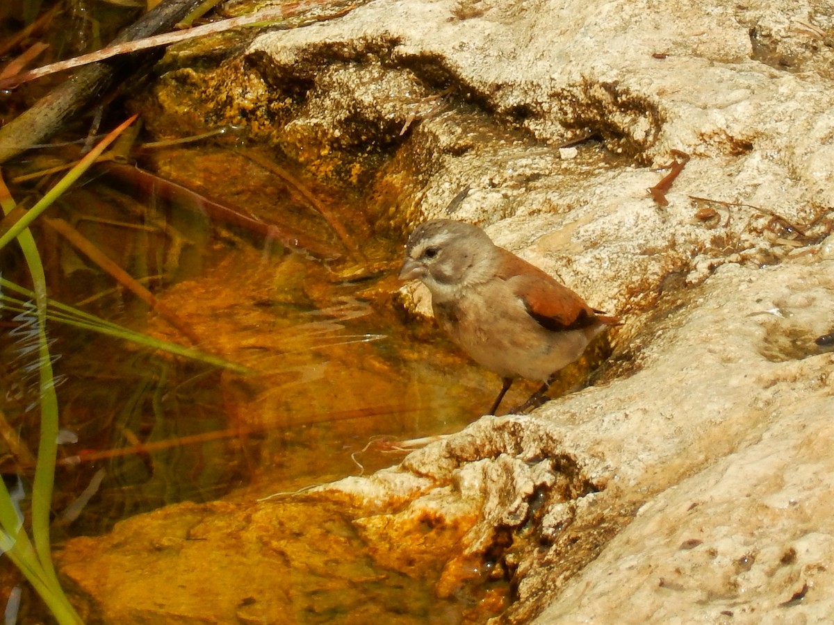 Black-headed Canary (Damara) - ML82854461