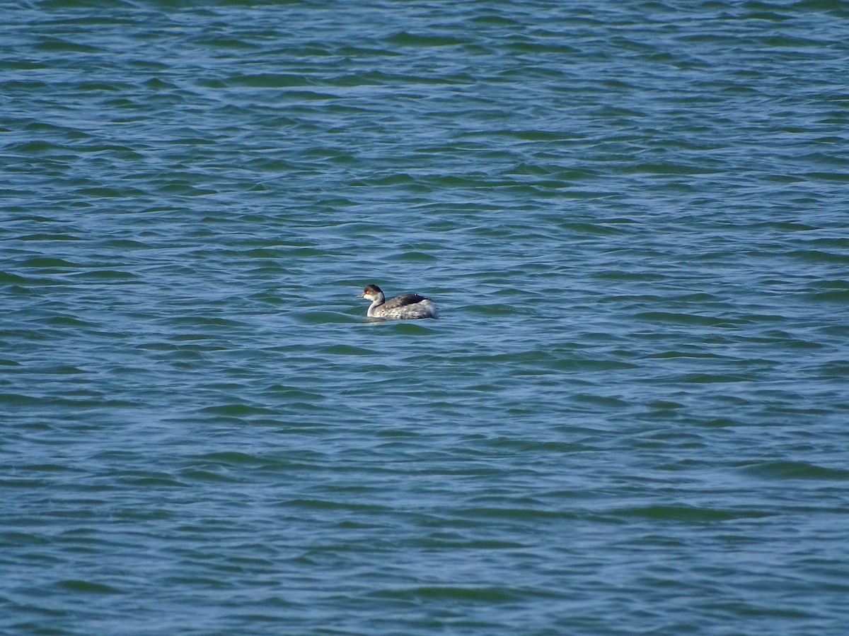 Eared Grebe - ML82856221