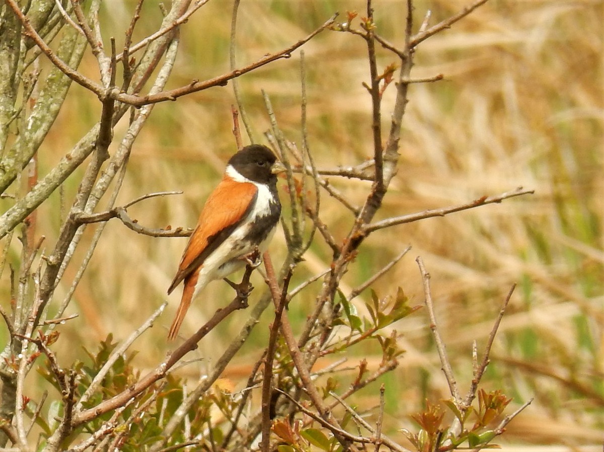 Black-headed Canary (Black-headed) - ML82856371