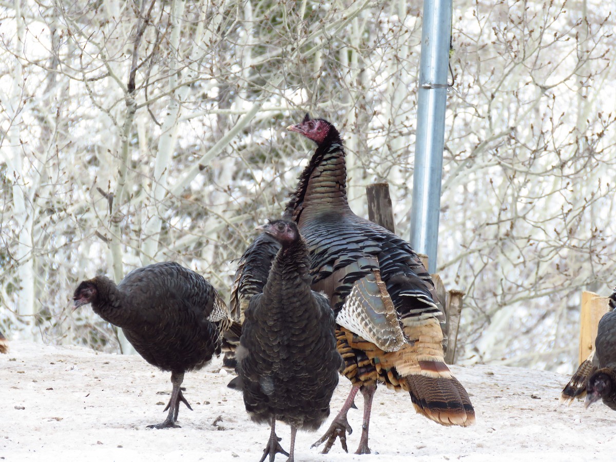 Wild Turkey - ML82859001
