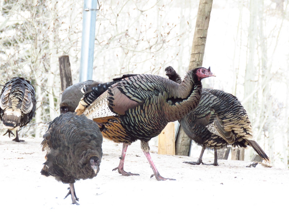 Wild Turkey - ML82859021