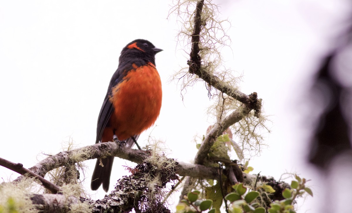 Scarlet-bellied Mountain Tanager - Alex Wiebe