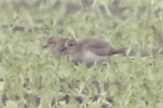 Pluvier fauve - ML82859291