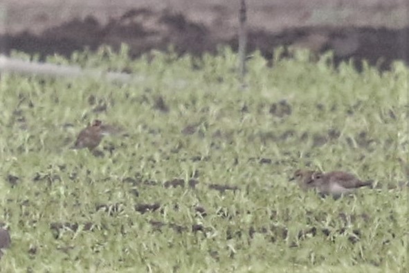 Бурокрылая ржанка - ML82859311