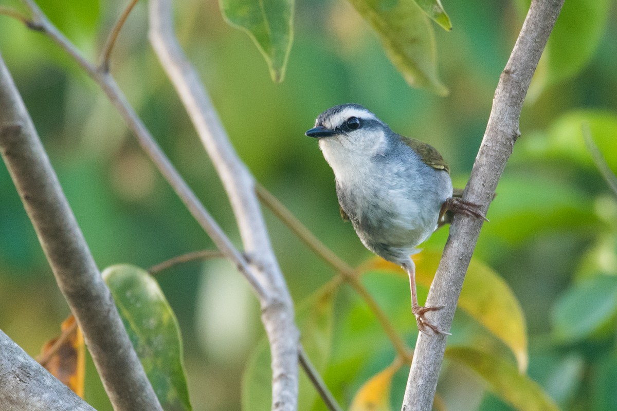 White-striped Warbler - Claudia Brasileiro