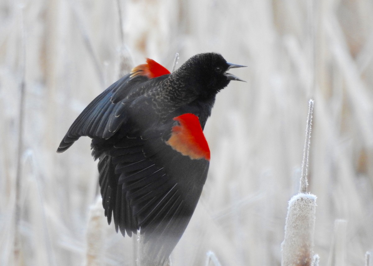 Red-winged Blackbird - ML82860611