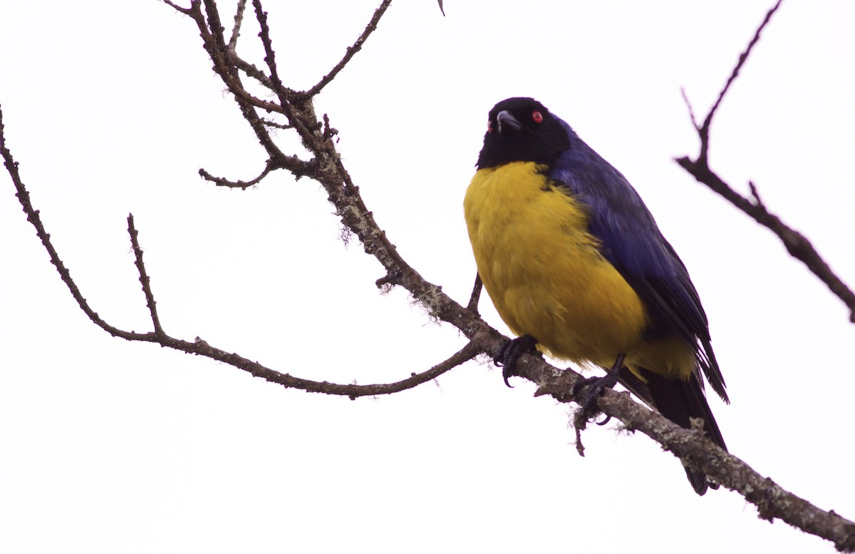 Hooded Mountain Tanager - ML82860731