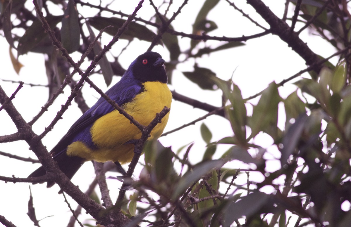 Hooded Mountain Tanager - ML82860761