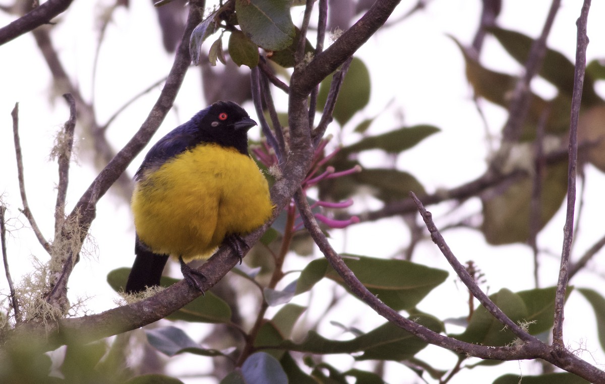 Hooded Mountain Tanager - ML82860791