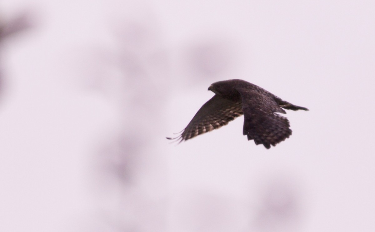 Broad-winged Hawk - ML82860841