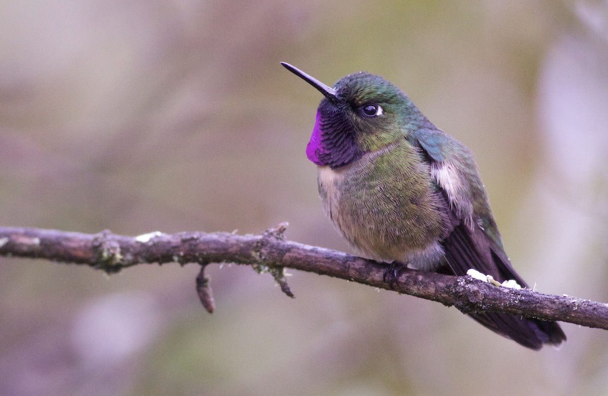 Amethyst-throated Sunangel - ML82860951