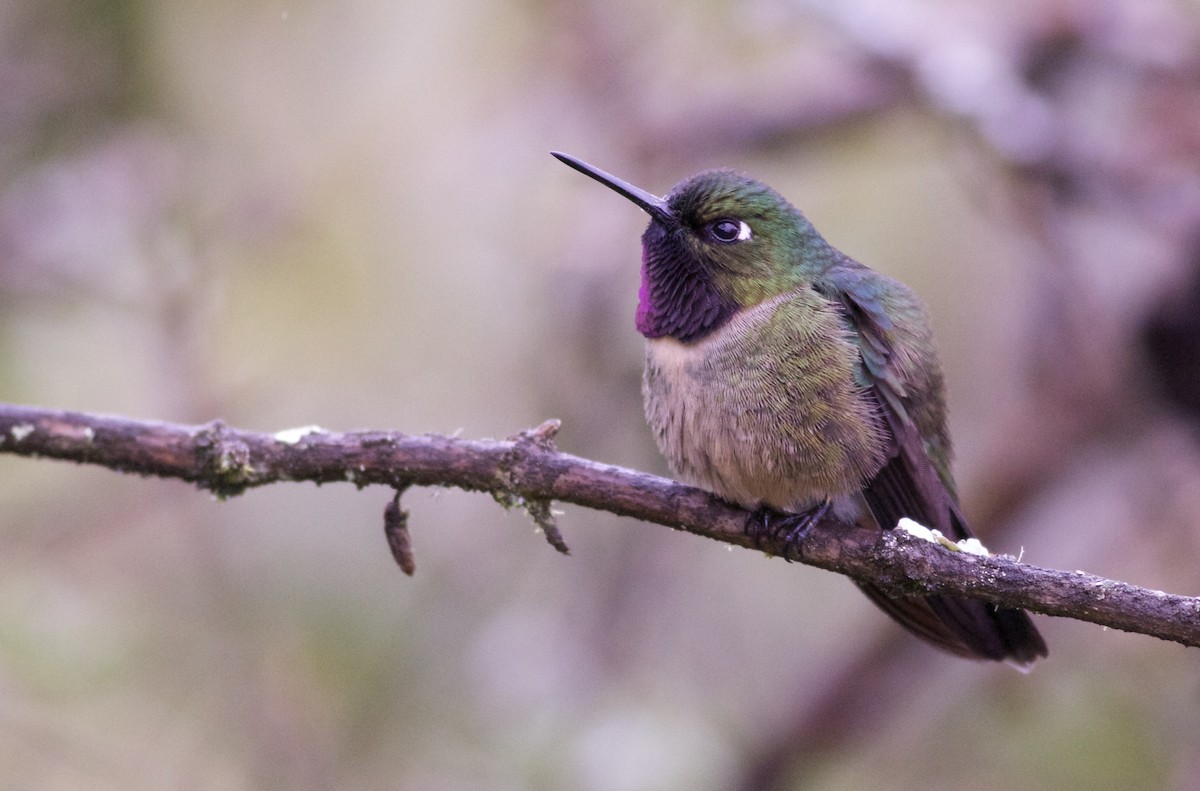 Colibrí Gorjiamatista (grupo amethysticollis) - ML82861011