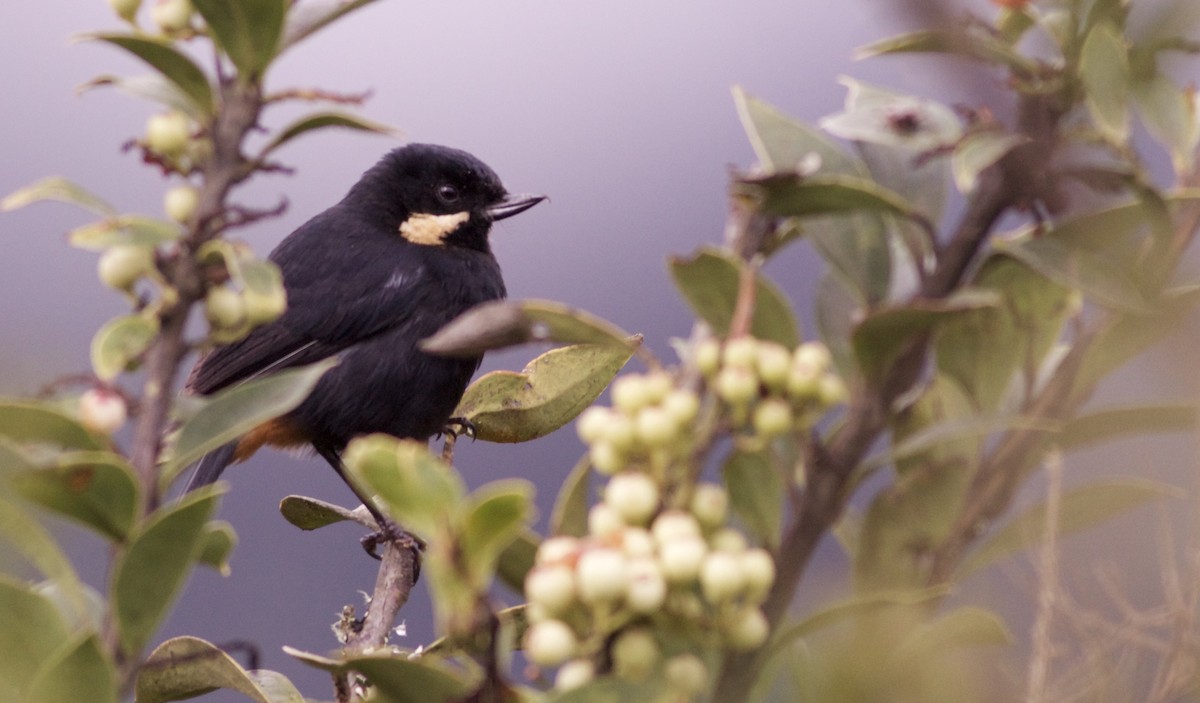 Moustached Flowerpiercer - ML82861031