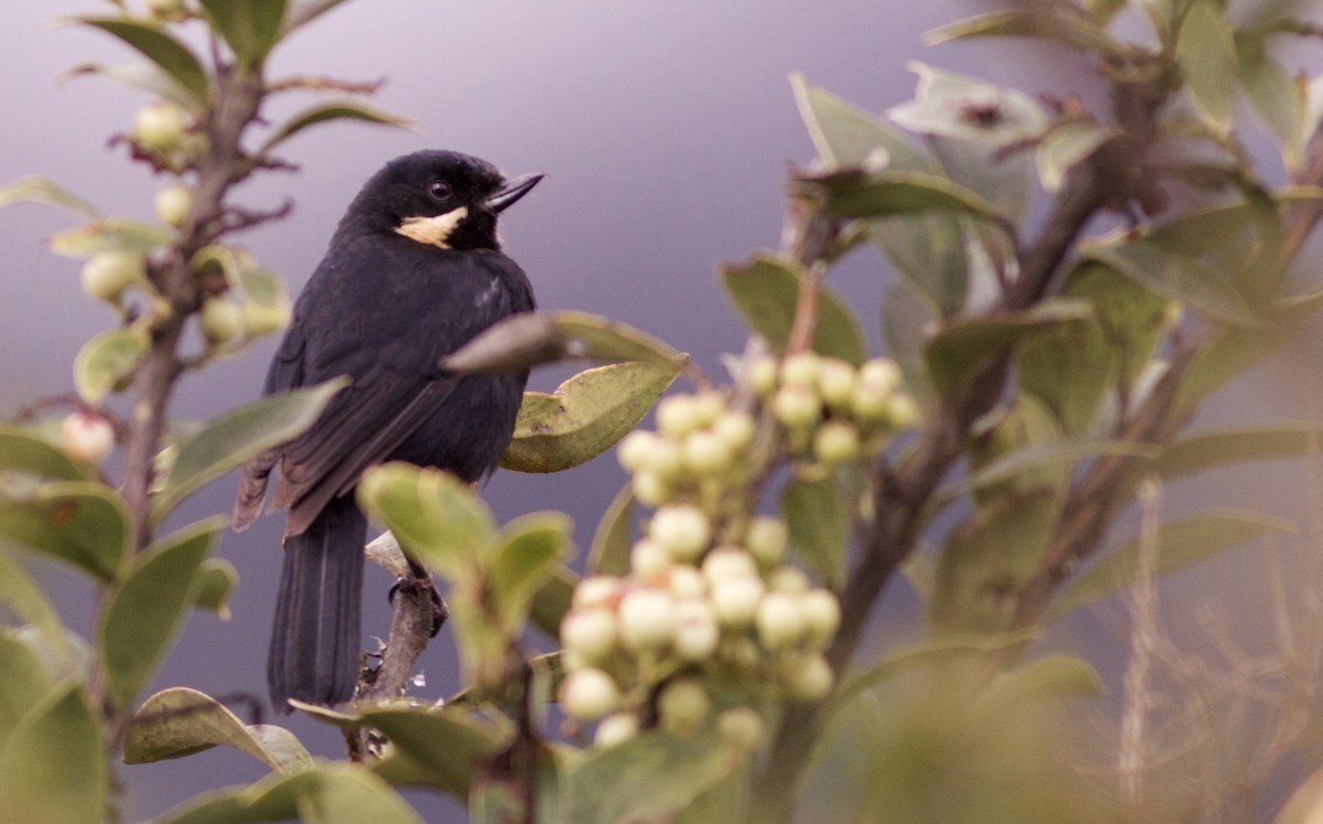 Moustached Flowerpiercer - ML82861051