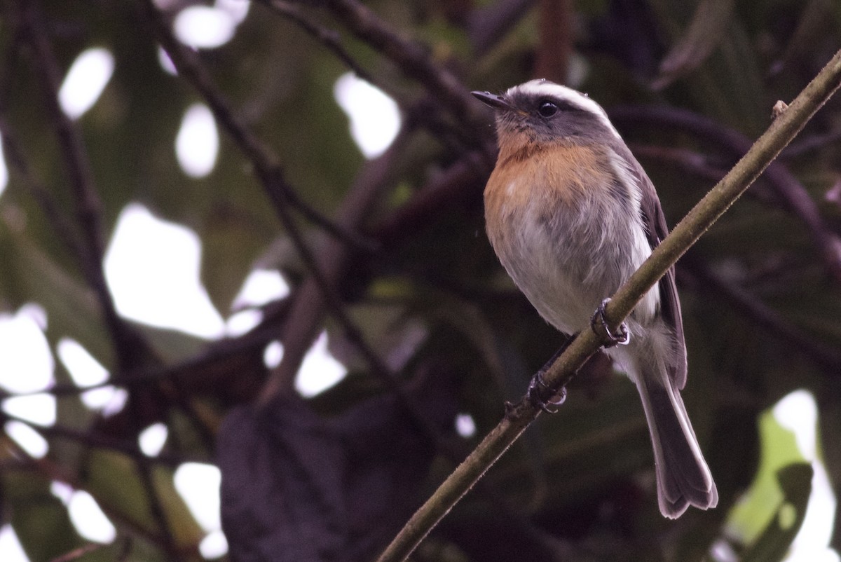 Rufous-breasted Chat-Tyrant - ML82861101