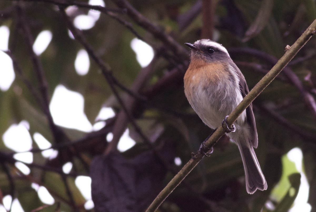 Rufous-breasted Chat-Tyrant - ML82861121
