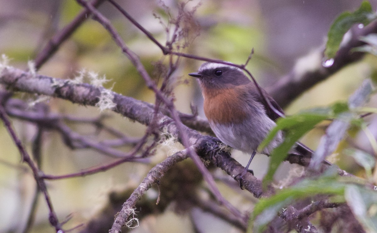Rufous-breasted Chat-Tyrant - ML82861151