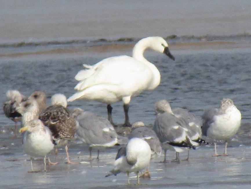 Tundra Swan - ML82861241