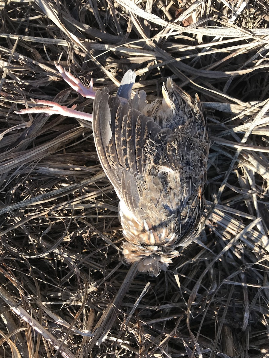 Common Quail - ML82861261