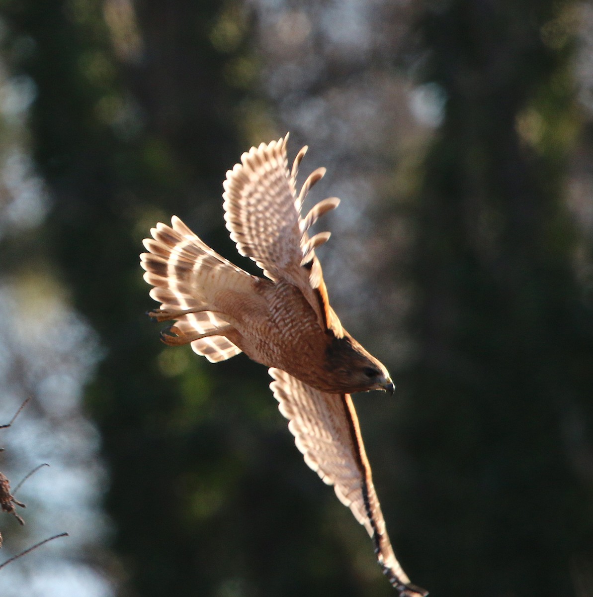 Red-shouldered Hawk - ML82862421