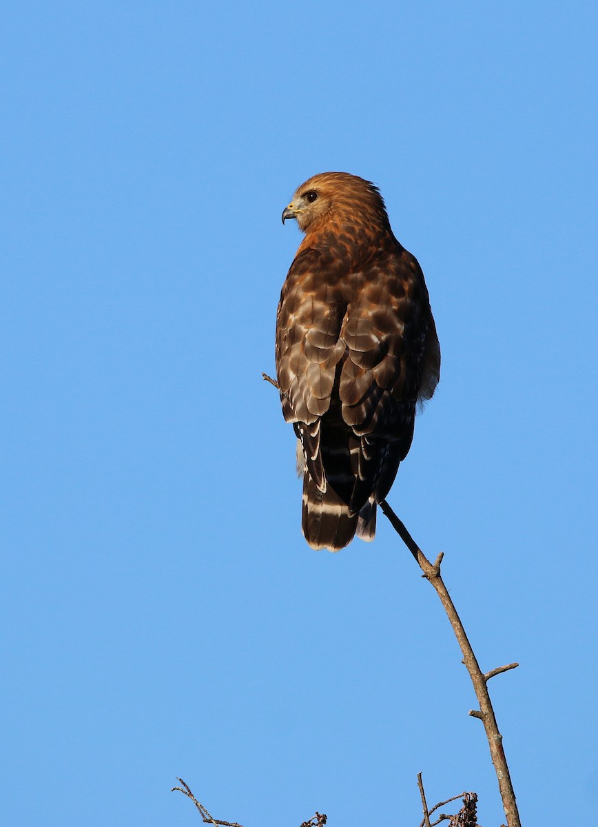 Red-shouldered Hawk - ML82862501
