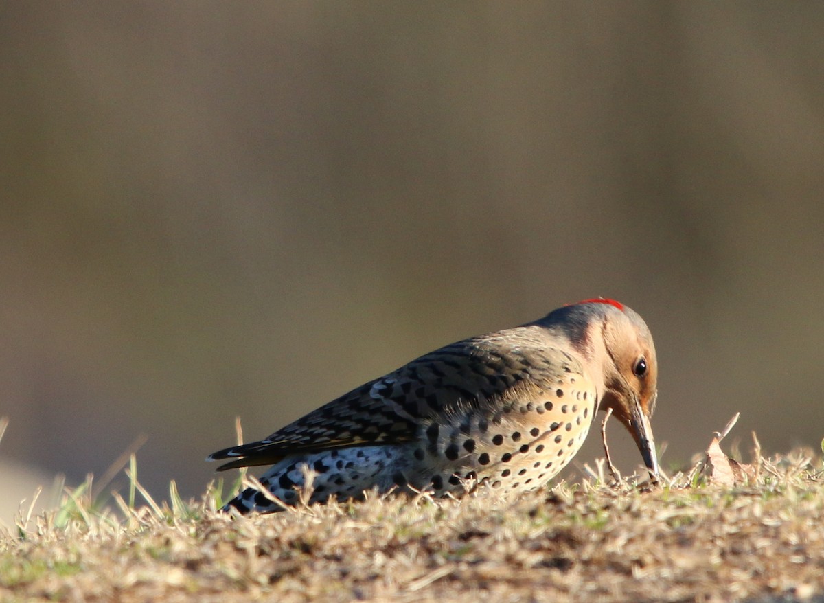 Northern Flicker - ML82862891