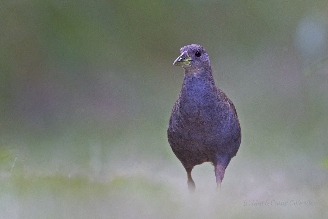 Pale-vented Bush-hen - ML82862901