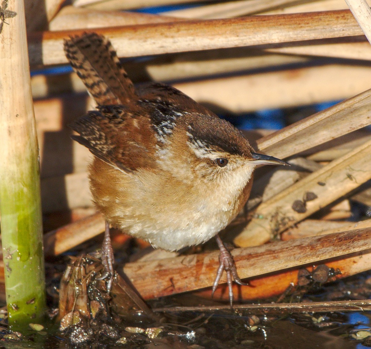 Marsh Wren - ML82863261