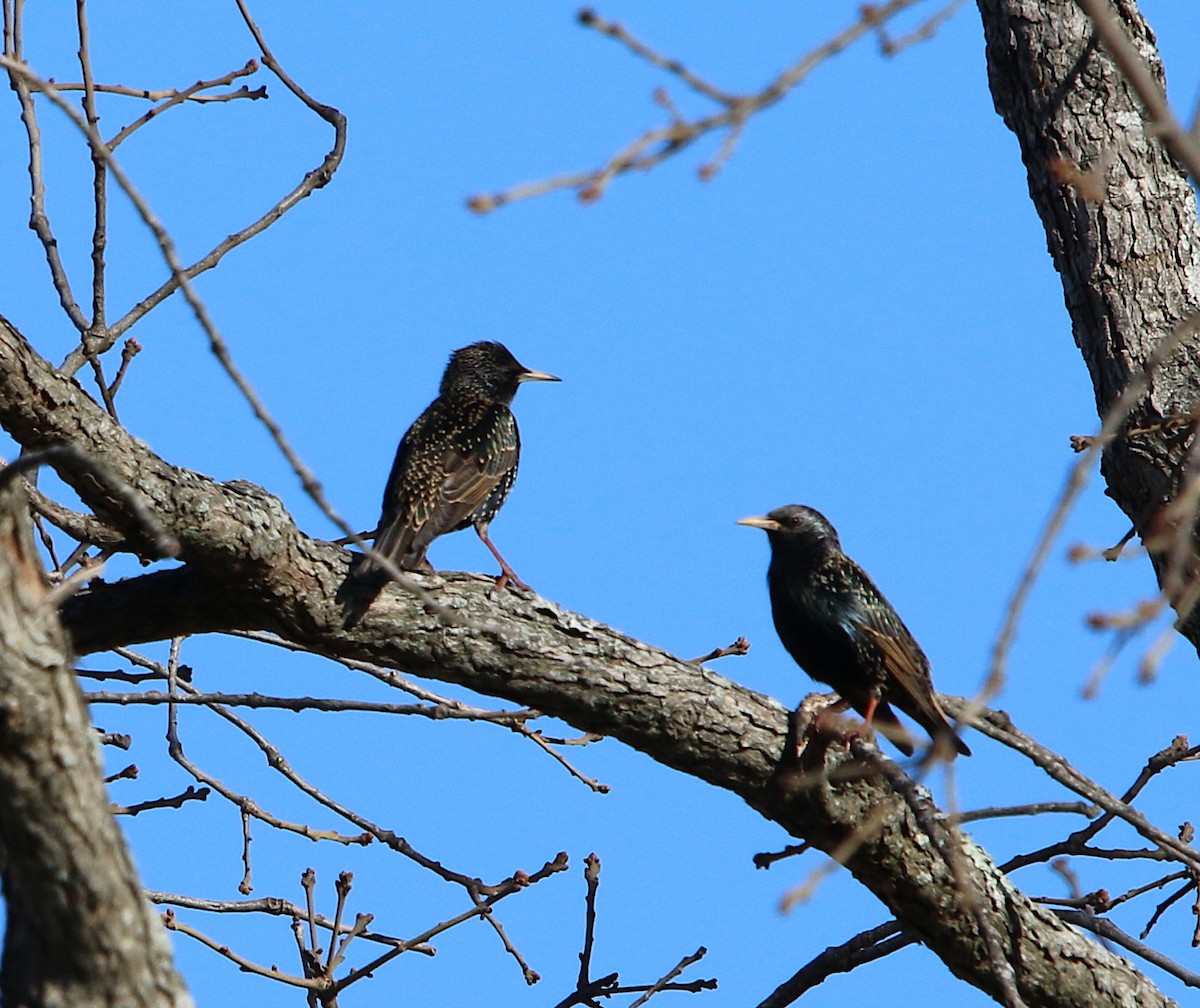 European Starling - ML82863481