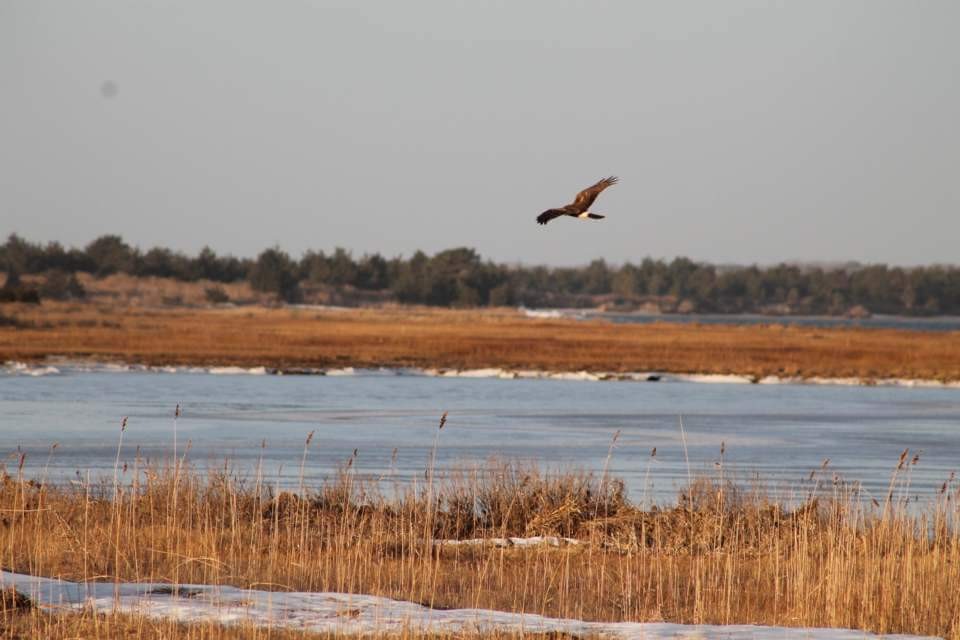 Northern Harrier - ML82864121