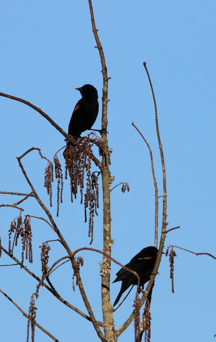 Red-winged Blackbird - ML82864241